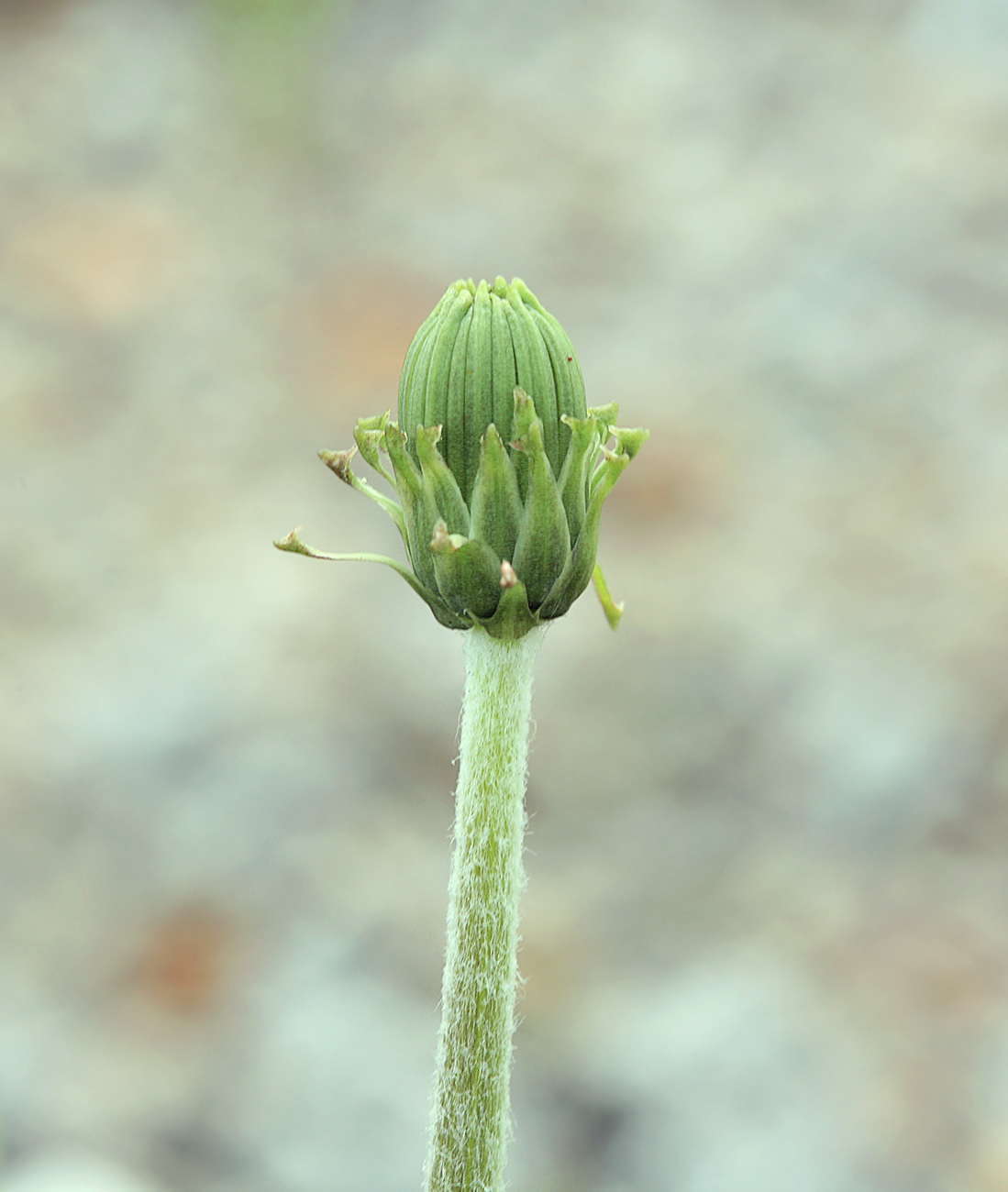 Изображение особи Taraxacum scariosum.