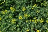 Euphorbia cyparissias. Верхушки побегов с формирующимися соцветиями. Восточно-Казахстанская обл., г. Усть-Каменогорск, сквер возле здания, в культуре. 05.06.2017.