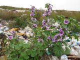 Malva mauritiana. Цветущее растение. Томск, городская свалка. 18.09.2014.