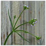 Verbena brasiliensis. Соцветие. Республика Абхазия, г. Сухум. 20.08.2009.