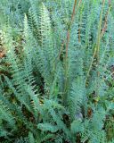 Filipendula vulgaris