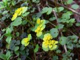 Chrysosplenium alternifolium. Верхушки цветущих растений. Свердловская обл., окр. г. Североуральск, р-н скал Три Брата, берег р. Вагран, скальные обнажения. 14.06.2018.