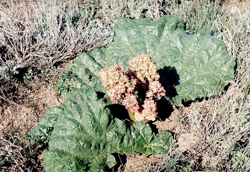 Image of Rheum tataricum specimen.