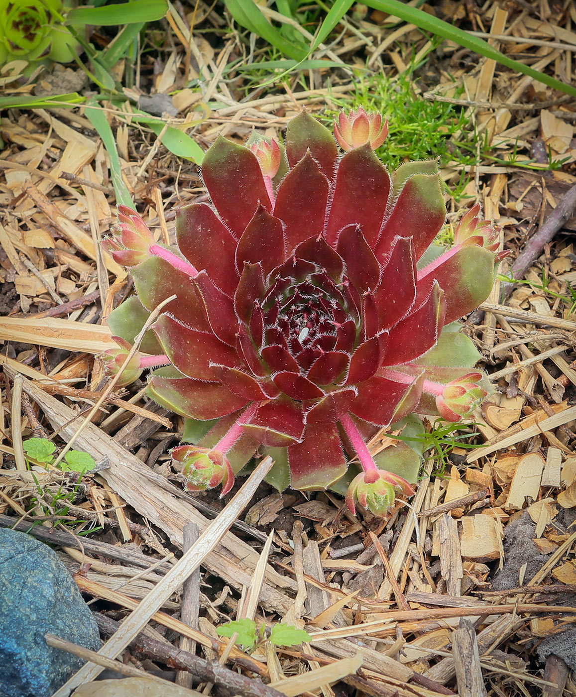 Изображение особи Sempervivum tectorum.