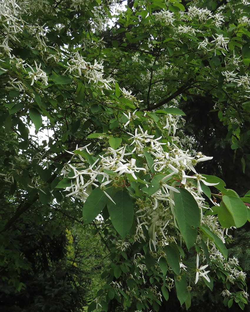 Изображение особи Amelanchier sinica.