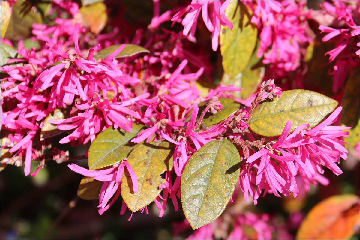 Image of Loropetalum chinense var. rubrum specimen.