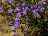 Polygala tenuifolia