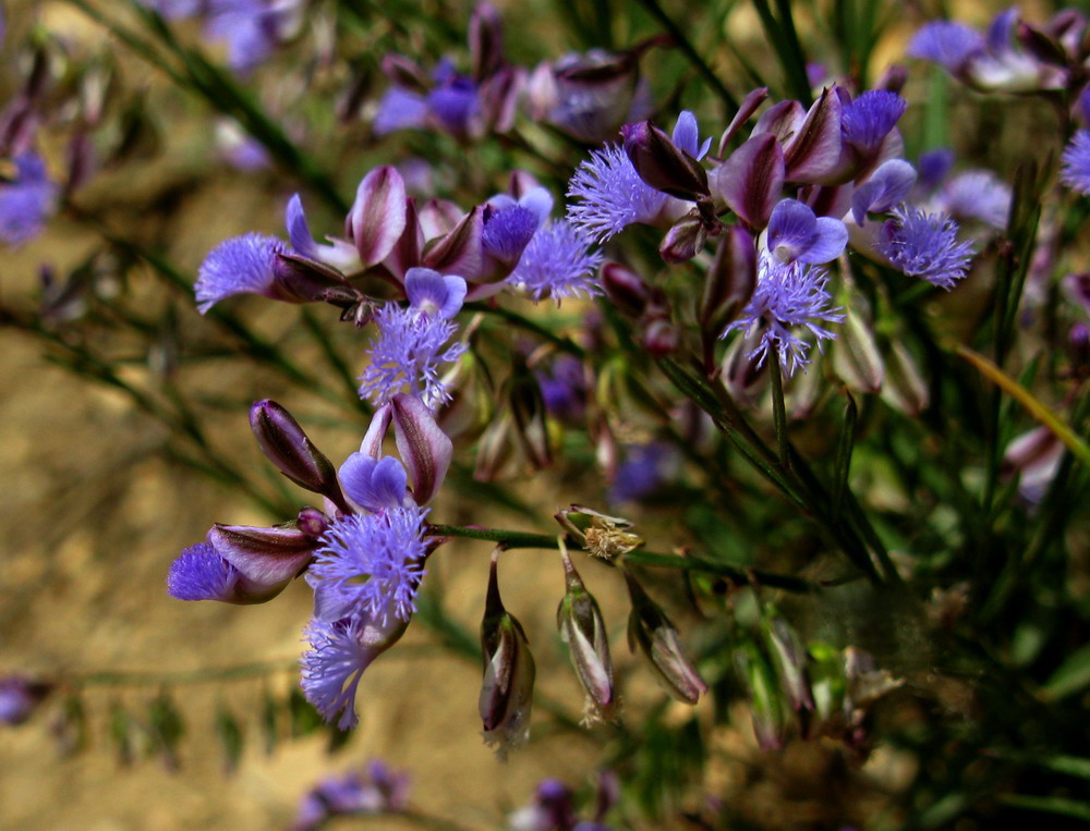 Изображение особи Polygala tenuifolia.