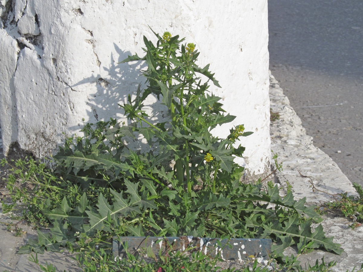 Image of Sisymbrium confertum specimen.