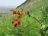 Rumex acetosa