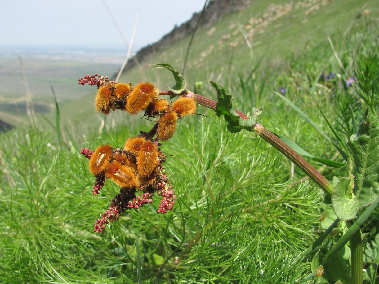 Изображение особи Rumex acetosa.