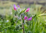 Echium judaeum