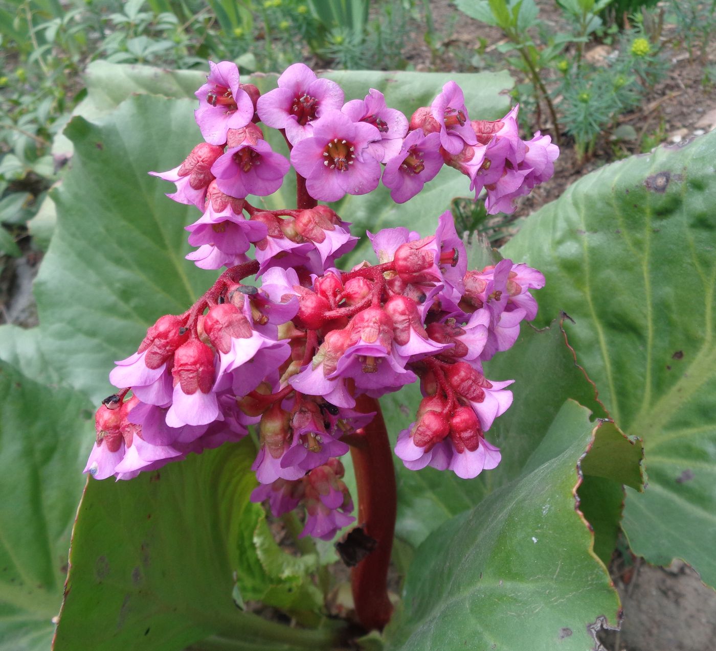 Image of Bergenia crassifolia specimen.