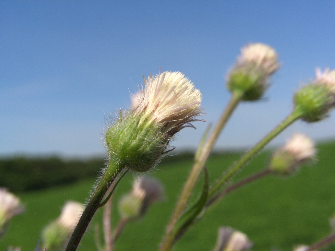 Изображение особи Erigeron acris.