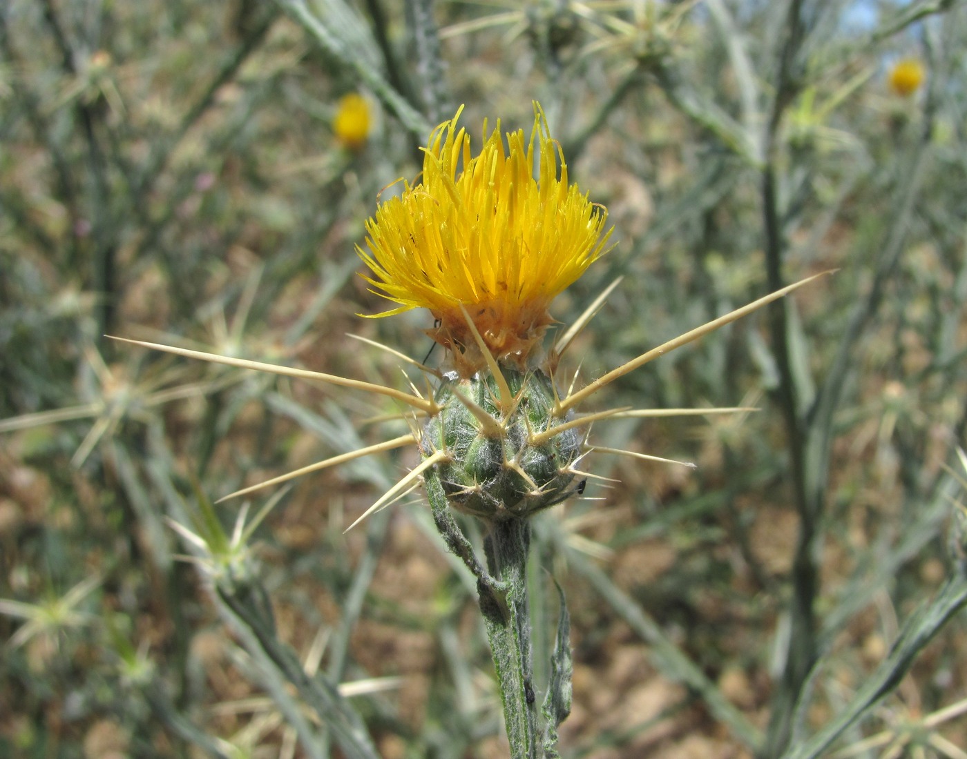 Image of Centaurea solstitialis specimen.