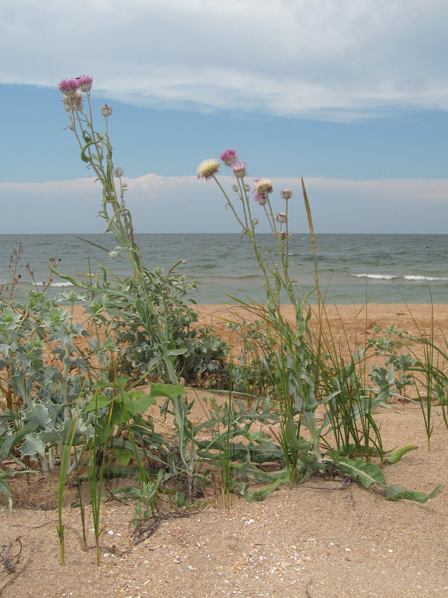 Image of Jurinea longifolia specimen.