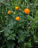 Trollius asiaticus