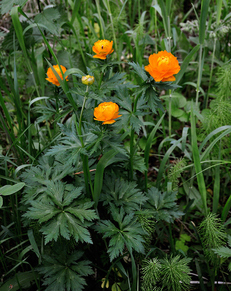 Image of Trollius asiaticus specimen.