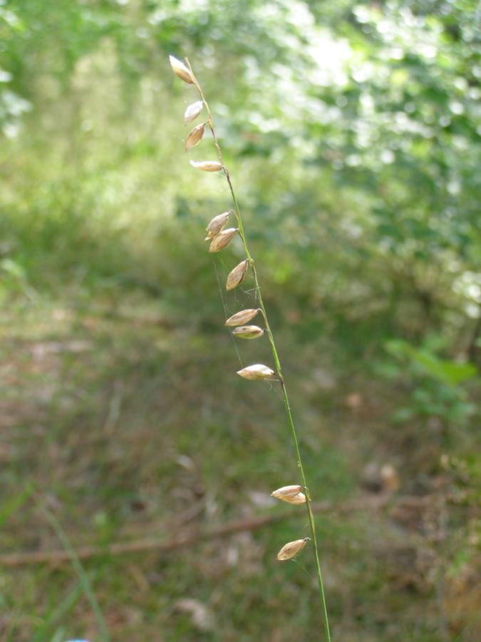 Image of Melica nutans specimen.