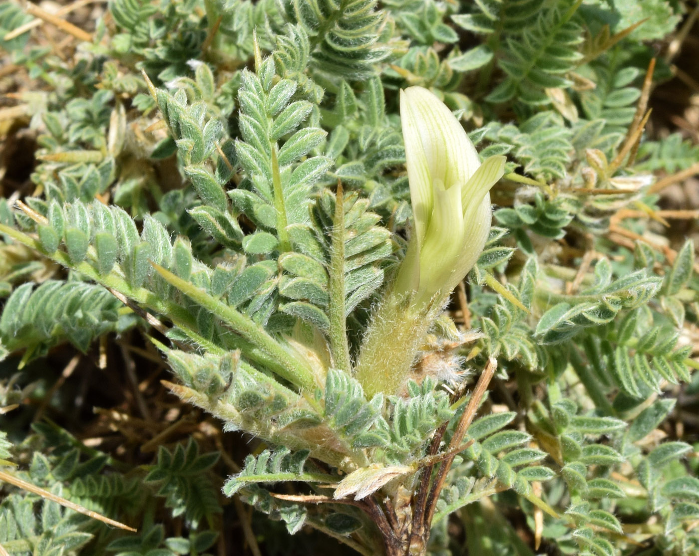 Изображение особи Astragalus lasiosemius.