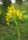 Ligularia altaica