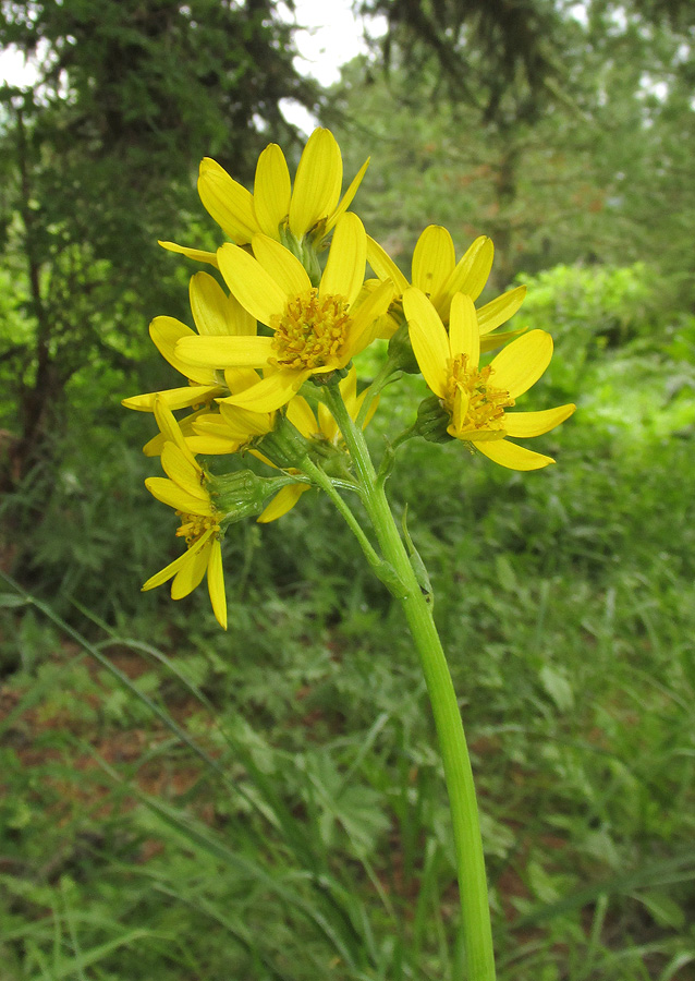 Image of Ligularia altaica specimen.