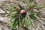 Paeonia hybrida