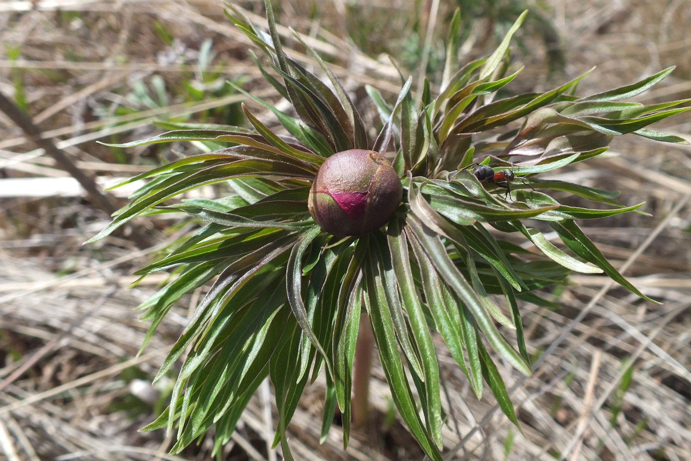 Image of Paeonia hybrida specimen.