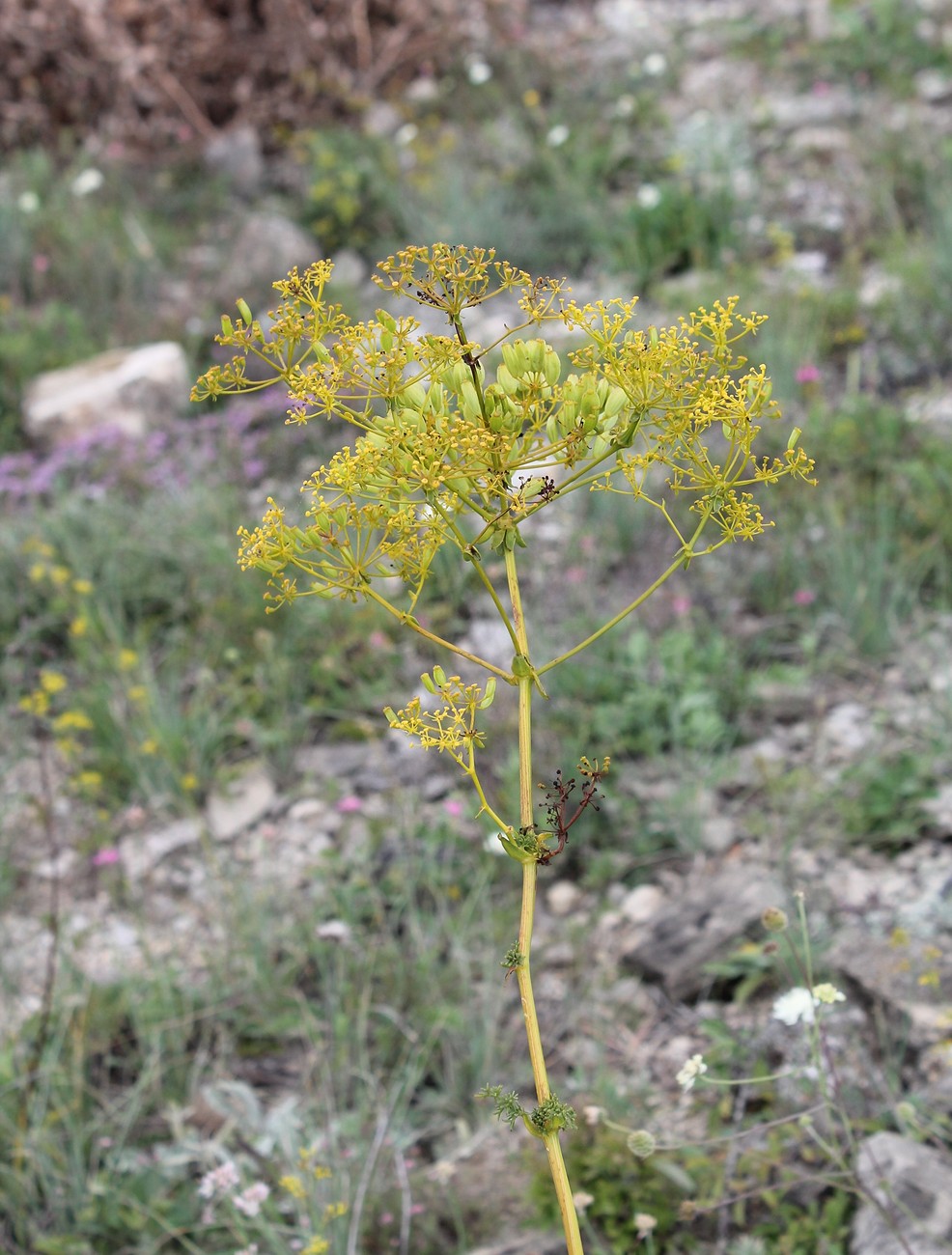 Image of Ferulago galbanifera specimen.