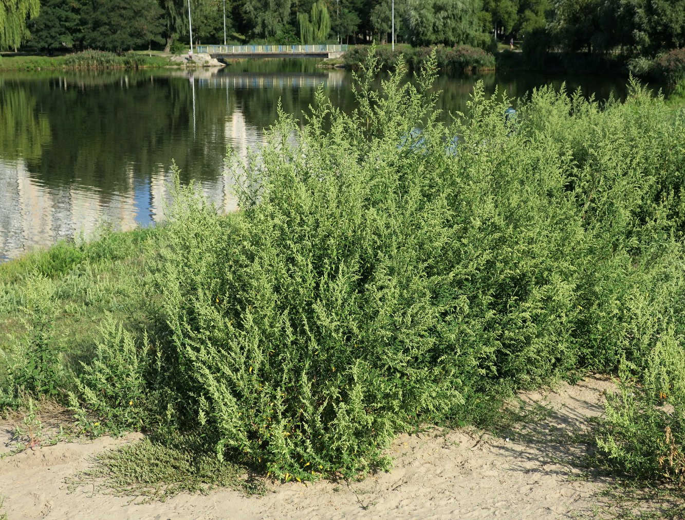 Изображение особи Chenopodium album.