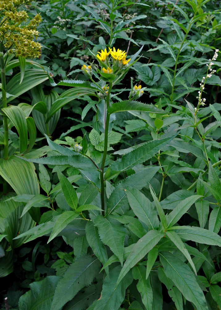 Image of Senecio nemorensis specimen.