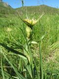 Tragopogon turkestanicus. Верхушка цветущего растения. Южный Казахстан, Таласский Алатау, запов. Аксу-Жабаглы, ущ. Улькен-Каинды, ≈ 1900 м н.у.м., разнотравный луг в седловине. 13 июня 2019 г.