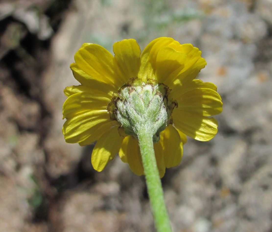 Изображение особи Anthemis marschalliana.