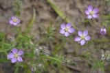 Spergularia rubra