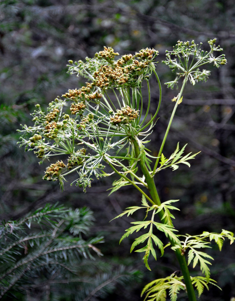 Изображение особи Pleurospermum uralense.