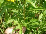 Lysimachia vulgaris