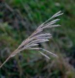 Bromopsis inermis. Верхушка плодоносящего растения. Татарстан, Агрызский р-н, с. Красный Бор, разнотравный луг. 12.10.2019.