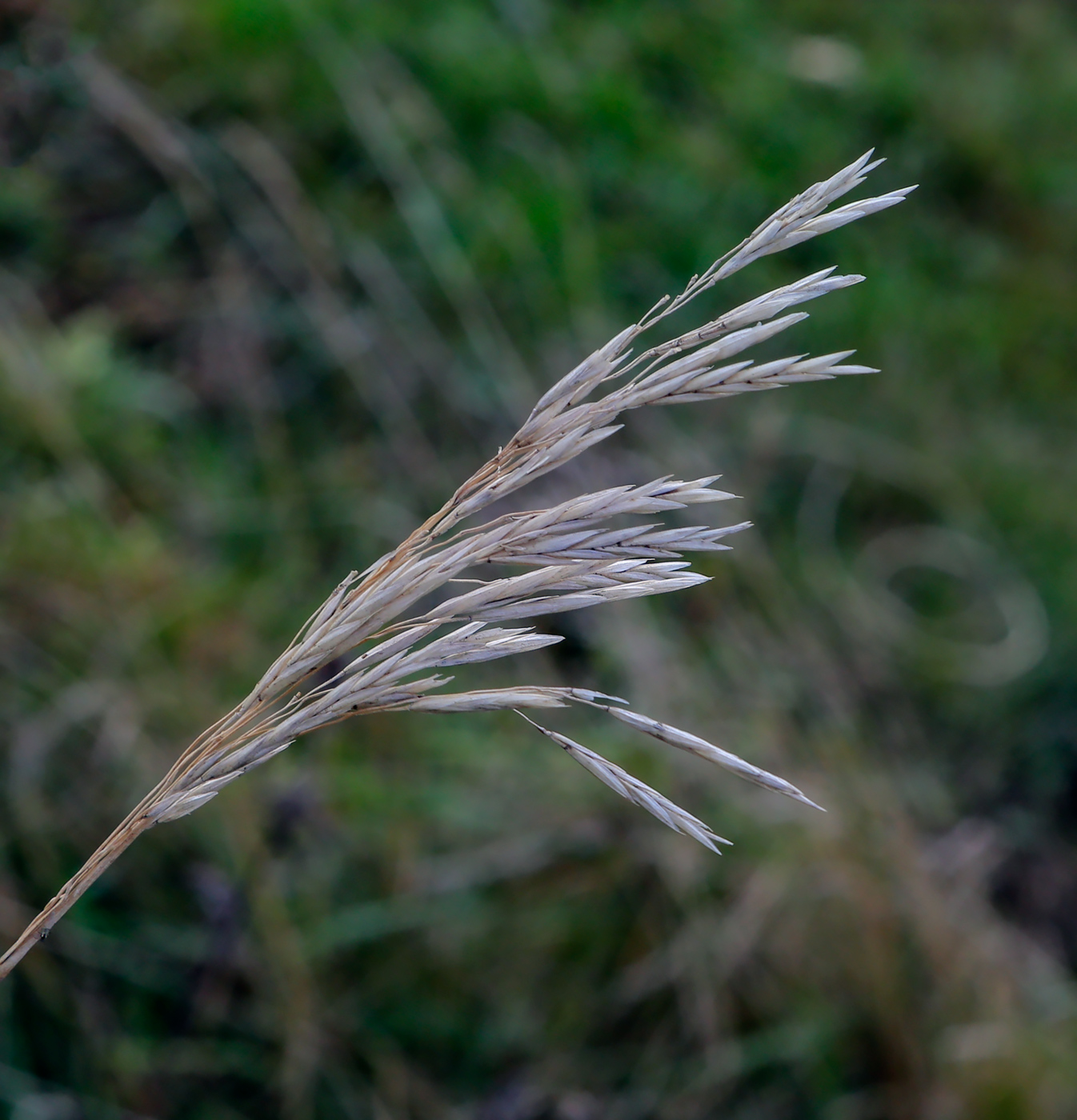 Image of Bromopsis inermis specimen.