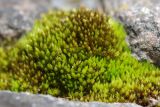 Bryum caespiticium. Вегетирующие растения. Санкт-Петербург, Пушкинский р-н, Екатерининский парк, в щели между гранитными плитами пирамиды. 29.03.2019.