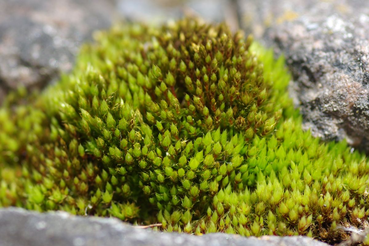 Изображение особи Bryum caespiticium.