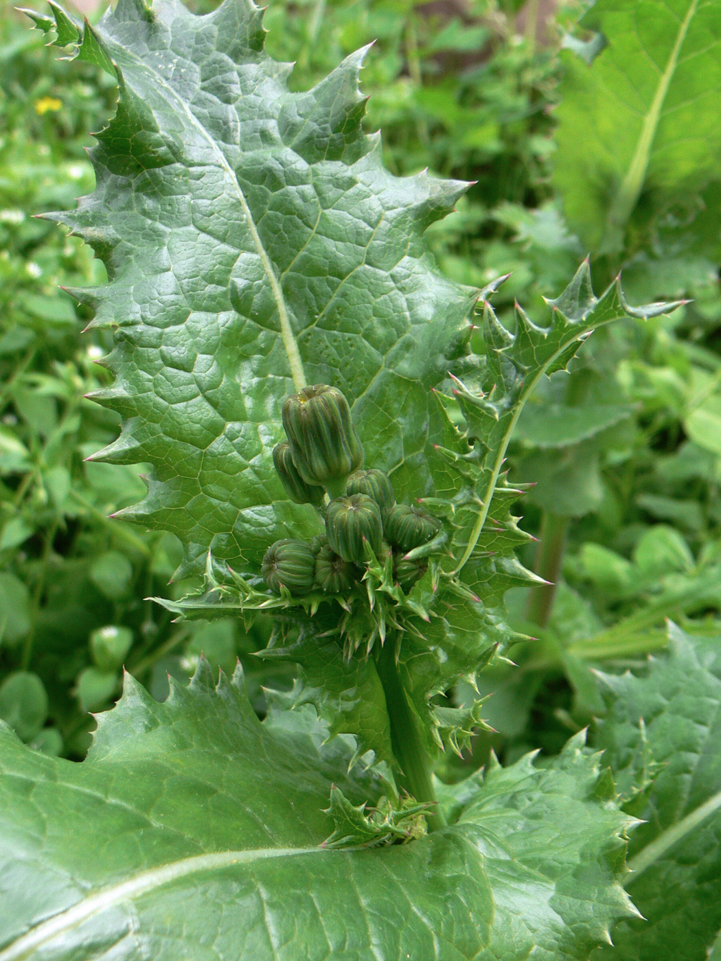 Изображение особи Sonchus asper.