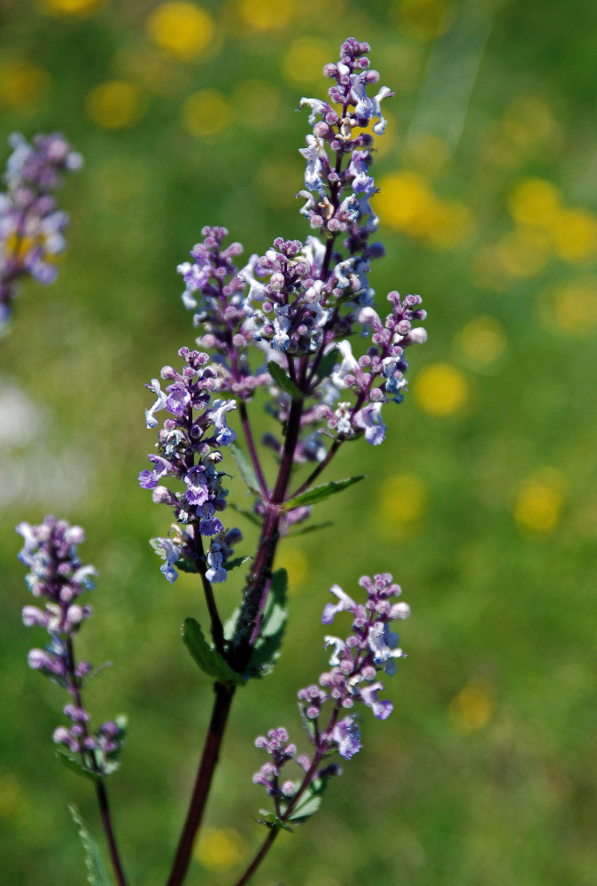 Изображение особи Nepeta nuda.