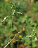 Cerastium holosteoides