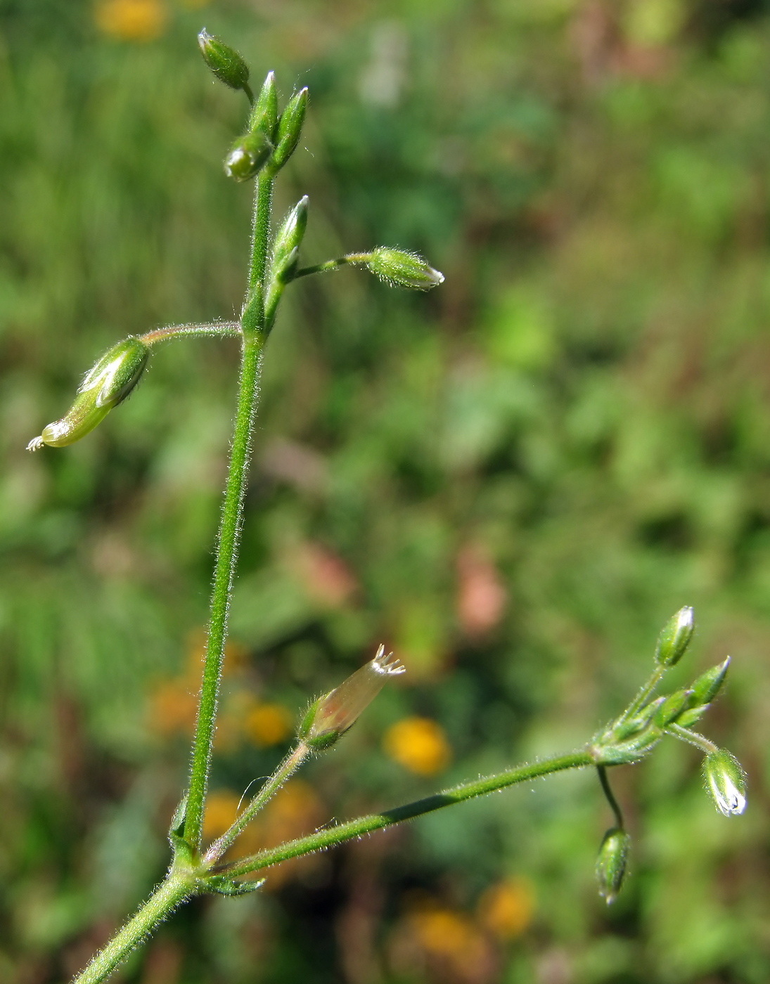 Изображение особи Cerastium holosteoides.