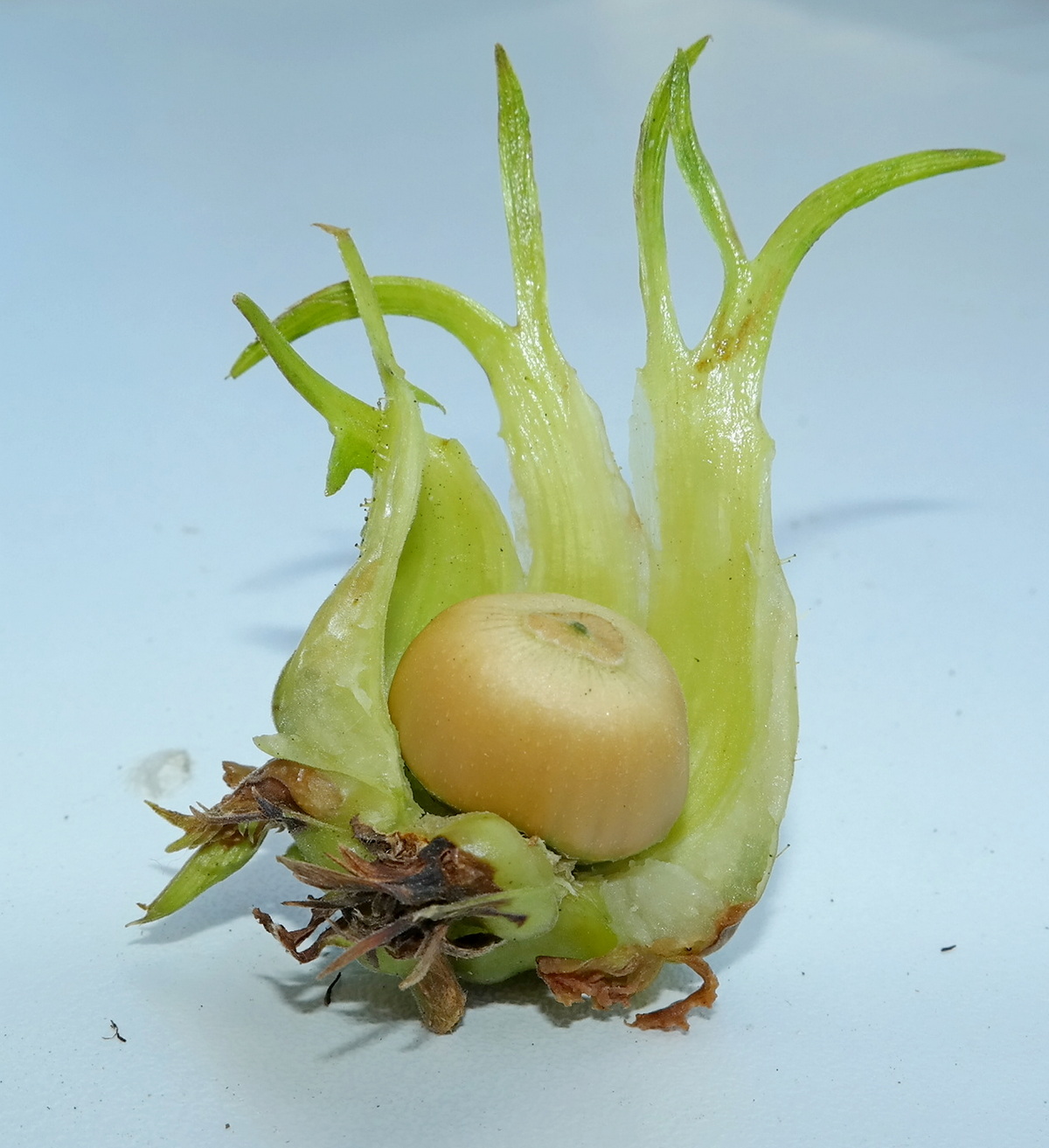 Image of Corylus colurna specimen.