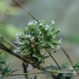 Origanum vulgare ssp. viride