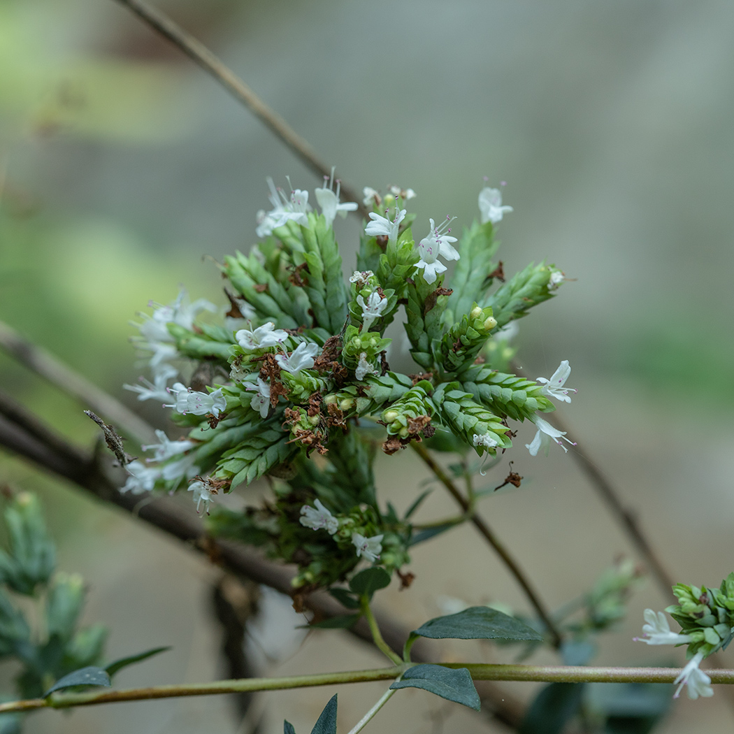 Image of Origanum vulgare ssp. viride specimen.