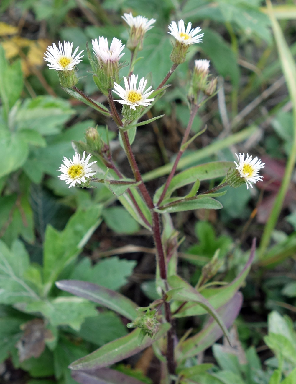 Изображение особи род Erigeron.