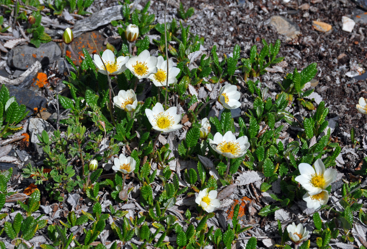 Изображение особи Dryas oxyodonta.