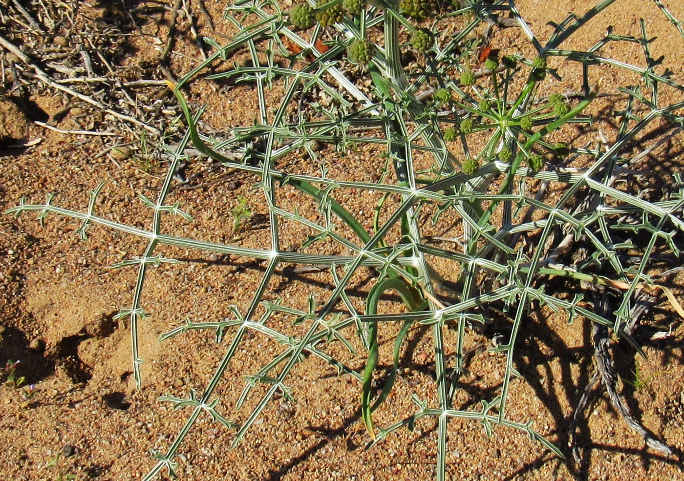 Изображение особи Ferula karelinii.